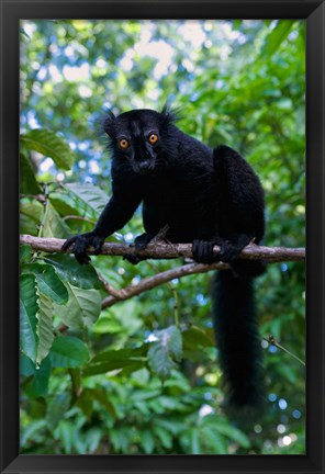 Framed Black Lemur male and female, Lokobe Nature Special Reserve, Northern Madagascar Print