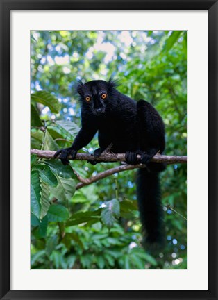 Framed Black Lemur male and female, Lokobe Nature Special Reserve, Northern Madagascar Print