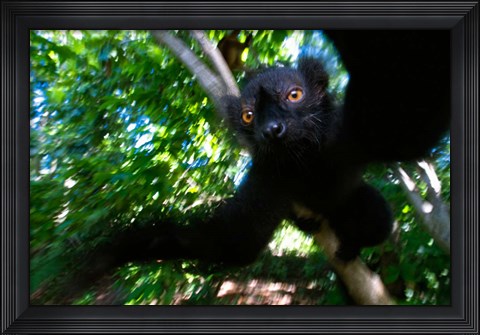 Framed Black Lemurs, Northern Madagascar Print