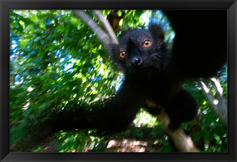 Framed Black Lemurs, Northern Madagascar Print