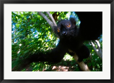 Framed Black Lemurs, Northern Madagascar Print