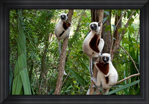 Framed Coquerel&#39;s sifakas, (Propithecus coquereli), Madagascar Print