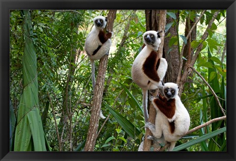 Framed Coquerel&#39;s sifakas, (Propithecus coquereli), Madagascar Print