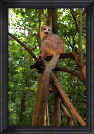 Framed Crowned Lemur (Eulemur coronatus), Ankarana National Park, Northern Madagascar Print