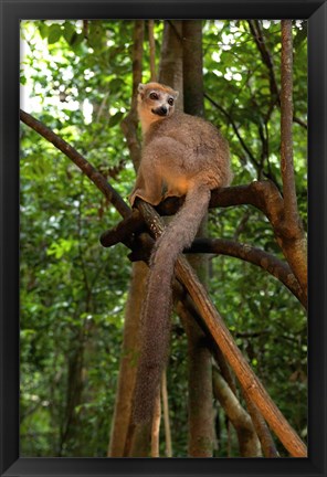 Framed Crowned Lemur (Eulemur coronatus), Ankarana National Park, Northern Madagascar Print