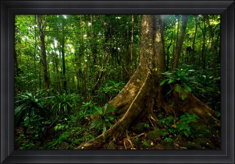 Framed Forest scene in Masoala National Park Print