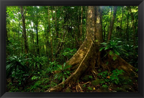 Framed Forest scene in Masoala National Park Print