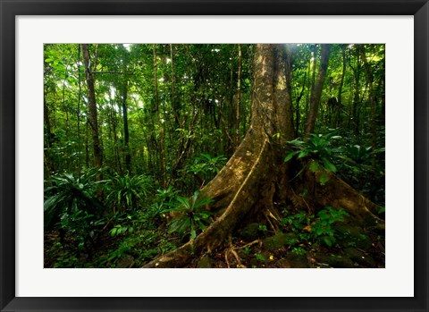 Framed Forest scene in Masoala National Park Print