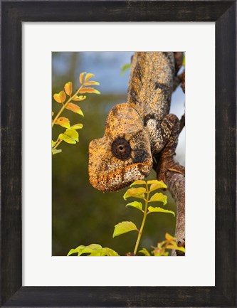 Framed Giant Madagascar or Oustalet&#39;s Chameleon, Montagne des Francais Reserve Antsiranana, Northern Madagascar Print