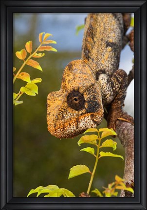 Framed Giant Madagascar or Oustalet&#39;s Chameleon, Montagne des Francais Reserve Antsiranana, Northern Madagascar Print