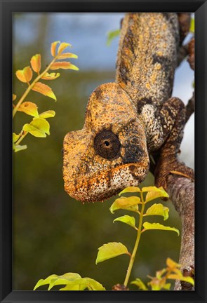 Framed Giant Madagascar or Oustalet&#39;s Chameleon, Montagne des Francais Reserve Antsiranana, Northern Madagascar Print