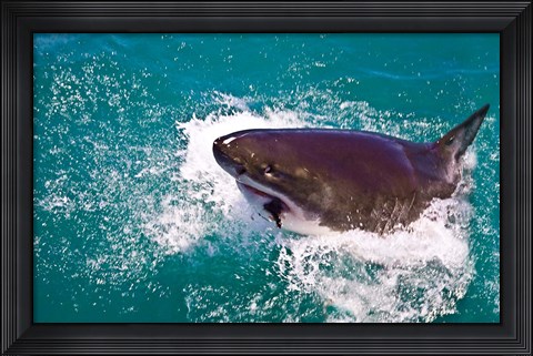 Framed Great White Shark, Capetown, False Bay, South Africa Print