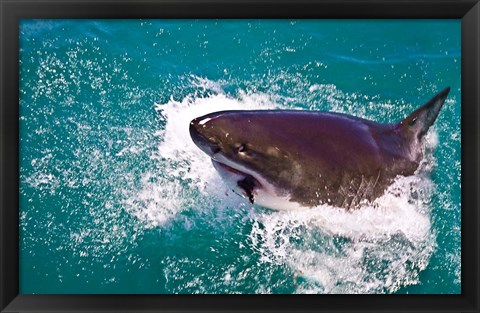 Framed Great White Shark, Capetown, False Bay, South Africa Print