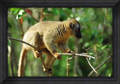 Framed Common Brown Lemur on branch, Ile Aux Lemuriens, Andasibe, Madagascar. Print