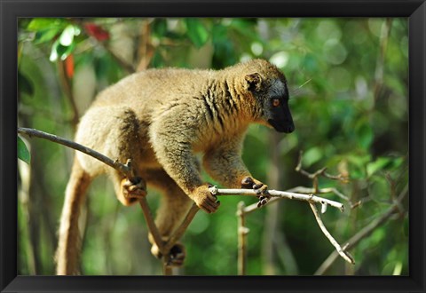 Framed Common Brown Lemur on branch, Ile Aux Lemuriens, Andasibe, Madagascar. Print