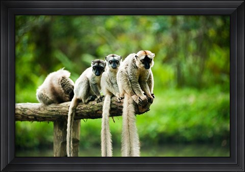 Framed Group of Verreaux&#39;s sifaka, Ile Aux Lemuriens, Andasibe, Madagascar. Print