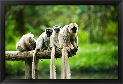 Framed Group of Verreaux&#39;s sifaka, Ile Aux Lemuriens, Andasibe, Madagascar. Print