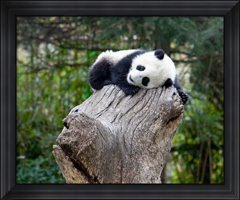 Framed Giant Panda, Wolong Reserve, China Print