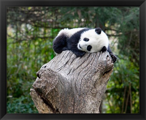 Framed Giant Panda, Wolong Reserve, China Print