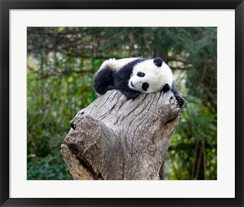 Framed Giant Panda, Wolong Reserve, China Print