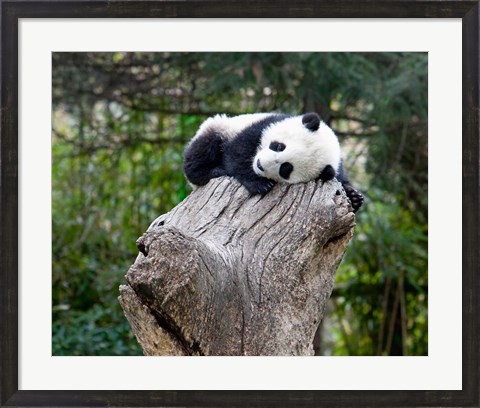 Framed Giant Panda, Wolong Reserve, China Print