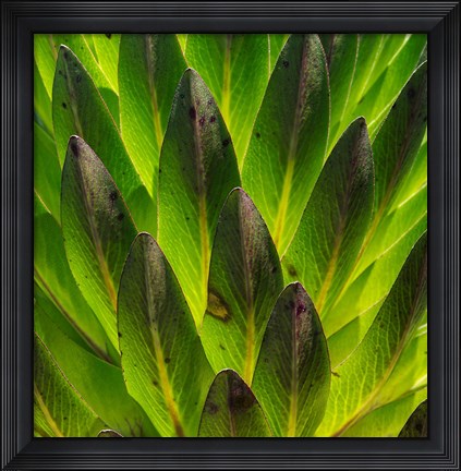 Framed Giant Lobelia in Mount Kenya National Park, Kenya Print
