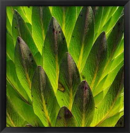 Framed Giant Lobelia in Mount Kenya National Park, Kenya Print