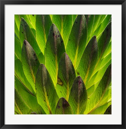 Framed Giant Lobelia in Mount Kenya National Park, Kenya Print