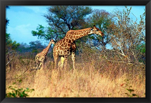 Framed Adult and baby Cape Giraffe, (Giraffa camelopardalis giraffa), Kruger National park, South Africa Print