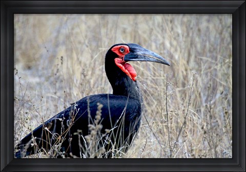 Framed Close-up of a Ground Hornbill, Kruger National Park, South Africa Print