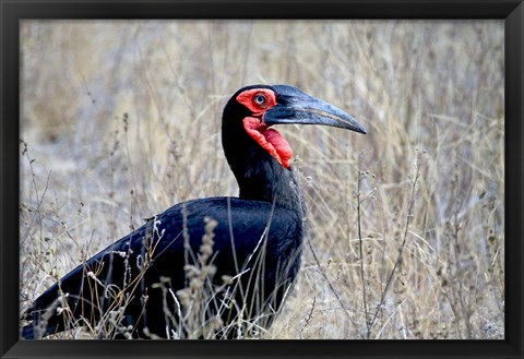 Framed Close-up of a Ground Hornbill, Kruger National Park, South Africa Print