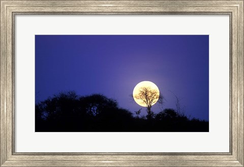 Framed Full Moon Rises Above Acacia Tree, Amboseli National Park, Kenya Print