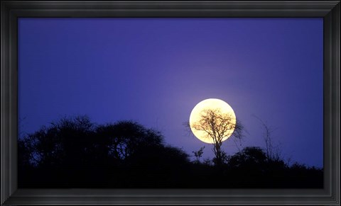 Framed Full Moon Rises Above Acacia Tree, Amboseli National Park, Kenya Print