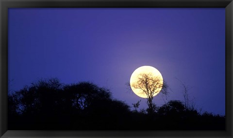 Framed Full Moon Rises Above Acacia Tree, Amboseli National Park, Kenya Print