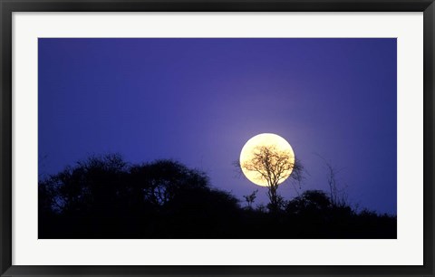 Framed Full Moon Rises Above Acacia Tree, Amboseli National Park, Kenya Print