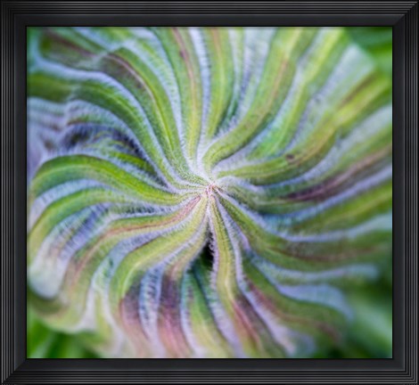 Framed Swirling pattern in Giant Lobelia rosette of leaves, Kenya Print