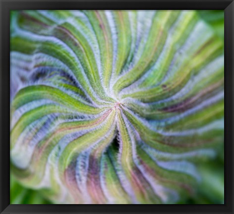 Framed Swirling pattern in Giant Lobelia rosette of leaves, Kenya Print