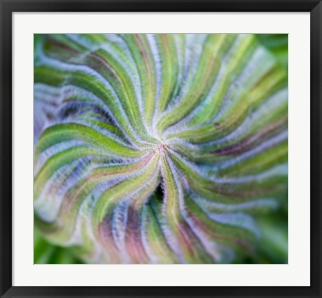 Framed Swirling pattern in Giant Lobelia rosette of leaves, Kenya Print