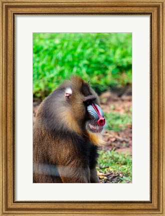 Framed Africa, Cameroon, Limbe. Mandrill at Limbe Wildlife Center. Print