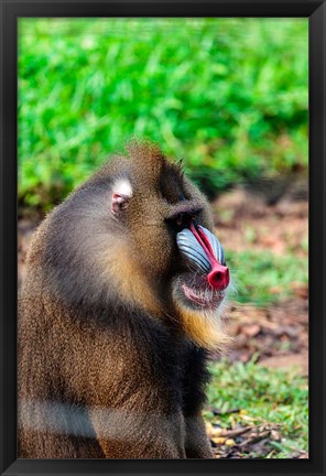 Framed Africa, Cameroon, Limbe. Mandrill at Limbe Wildlife Center. Print