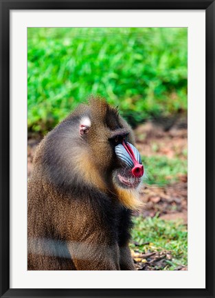 Framed Africa, Cameroon, Limbe. Mandrill at Limbe Wildlife Center. Print