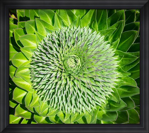 Framed Giant Lobelia inflorescence. Mount Kenya NP, Kenya, Africa. Print