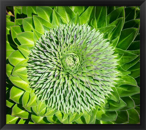 Framed Giant Lobelia inflorescence. Mount Kenya NP, Kenya, Africa. Print