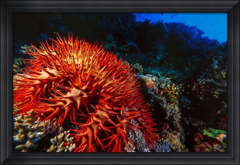 Framed Crown-of-Thorns Starfish at Daedalus Reef, Red Sea, Egypt Print