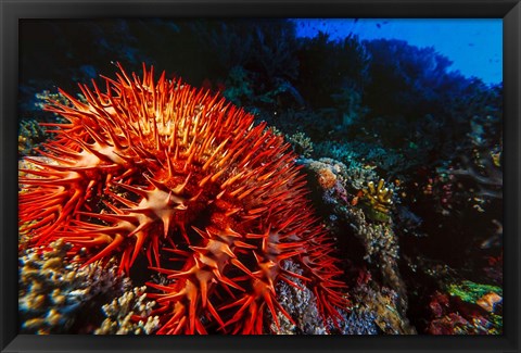 Framed Crown-of-Thorns Starfish at Daedalus Reef, Red Sea, Egypt Print