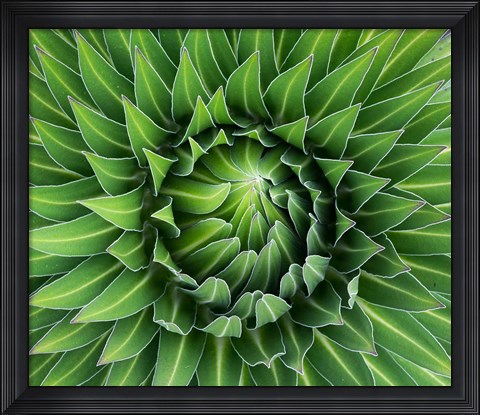 Framed Close up of Giant Lobelia rosette of leaves, Kenya Print