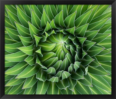 Framed Close up of Giant Lobelia rosette of leaves, Kenya Print