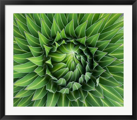 Framed Close up of Giant Lobelia rosette of leaves, Kenya Print