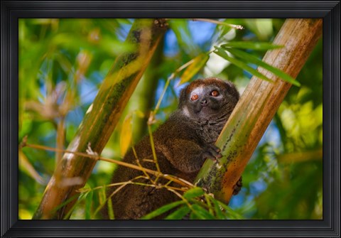 Framed Bamboo lemur in the bamboo forest, Madagascar Print