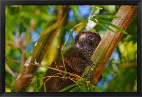 Framed Bamboo lemur in the bamboo forest, Madagascar Print